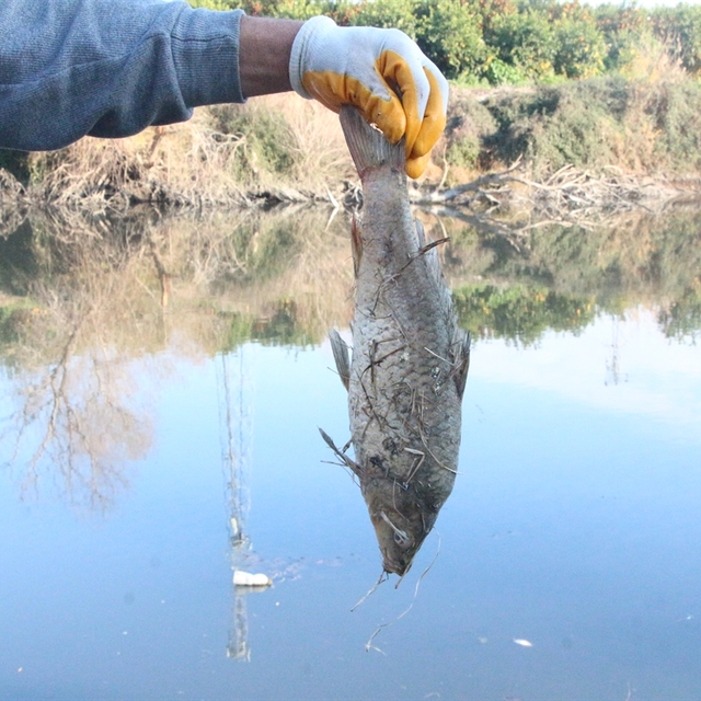 Ceyhan Nehri için 'botulismus' uyarısı: Sinir sistemini felç edip, ölümlere...