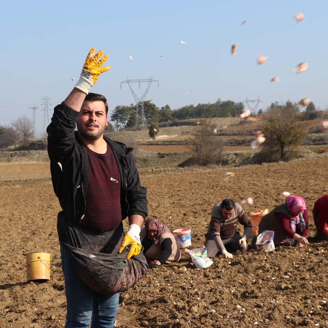 Taşköprü sarımsağında ekim dönemi erken başladı