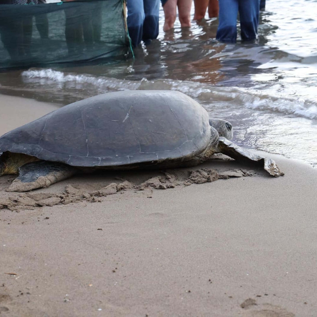 Caretta caretta 'Lansinoh'un rotasını 18 bin kişi görüntüledi