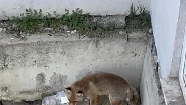 Karabük'te yiyecek arayan tilki kamerada