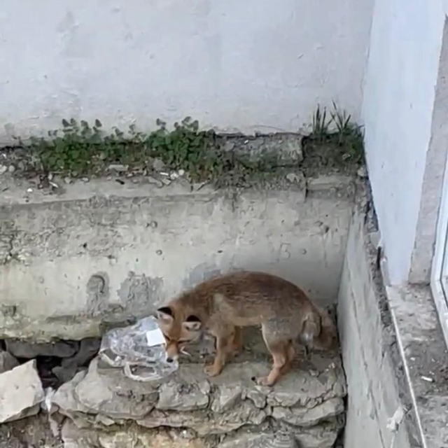 Karabük'te yiyecek arayan tilki kamerada