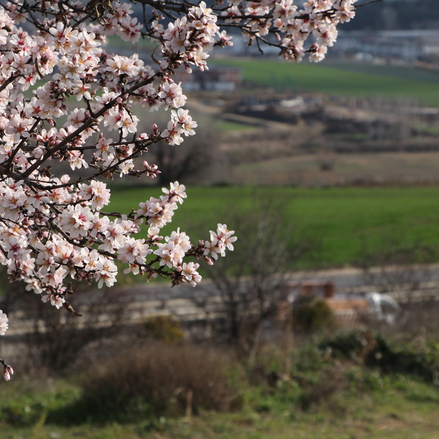 Tekirdağ'da "yalancı bahara" aldanan badem ağaçları çiçek açtı