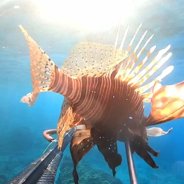 Ayvalık'ta aslan balığı ve kaz boynu deniz midyesi görüntülendi