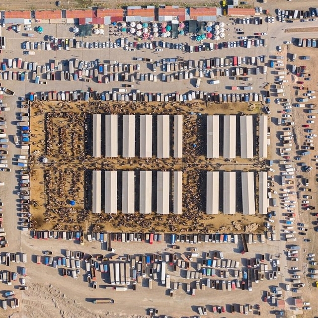 Türkiye'nin en büyük hayvan pazarı 'şap' nedeniyle kapatıldı