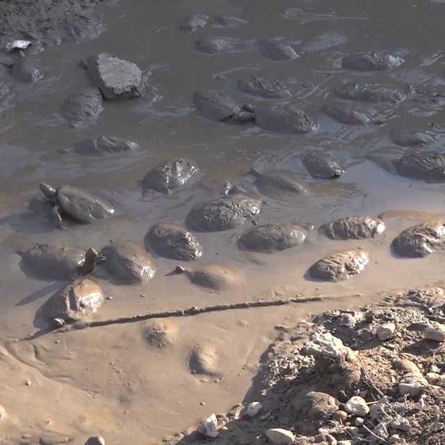 Şanlıurfa'da çamurda mahsur kalan 530 kaplumbağa baraj göletine bırakıldı