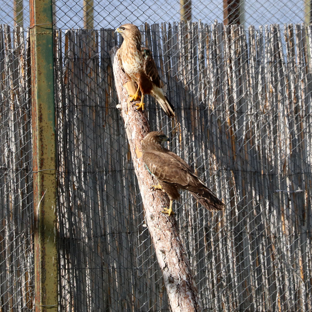 Bir yılda 650 hayvana müdahale edilen merkezde tedavide başarı oranı yüzde...