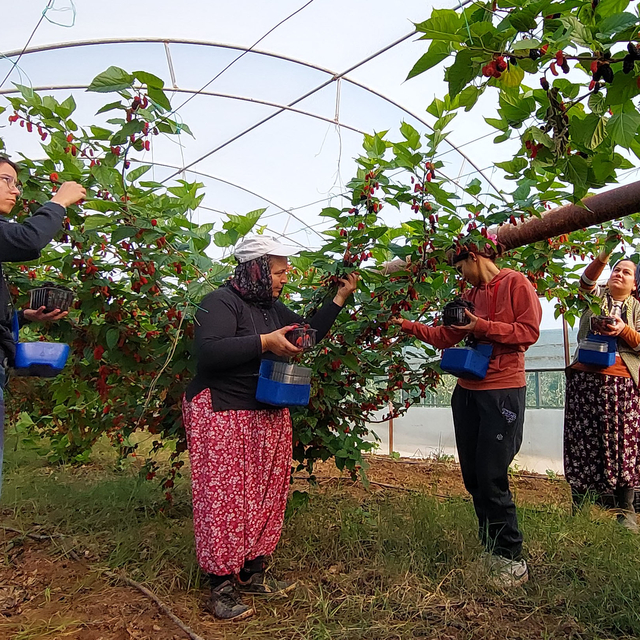 Silifke'nin karadutları Dubai'ye ihraç ediliyor
