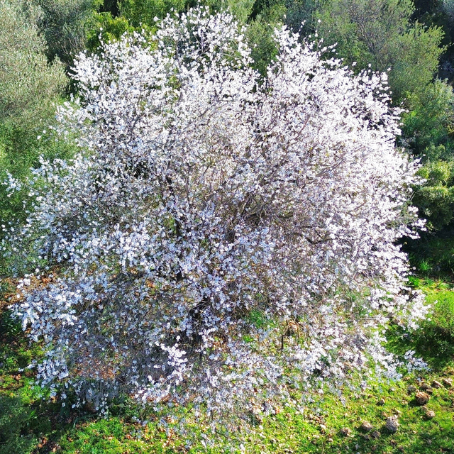 Antalya'da badem ağaçları erken çiçek açtı