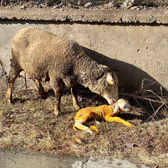 Erzincan'da doğum yapmakta zorlanan koyun İl Tarım ve Orman Müdürlüğünde ku...