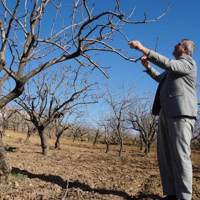 Çiftçilere 'kuraklık' uyarısı: Sulama imkanı olan fıstık ağaçlarına su vers...
