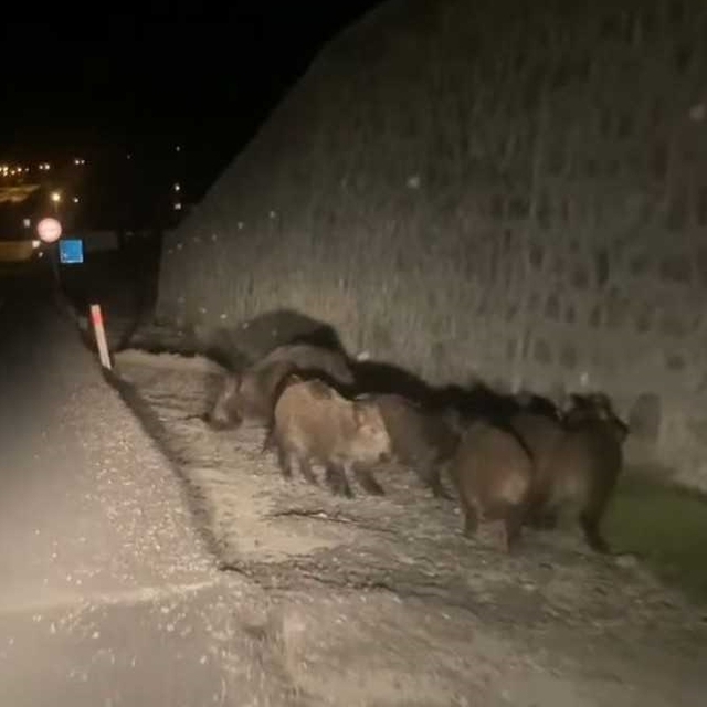 Taraklı'da aç kalan domuz sürüsü ilçe merkezine indi