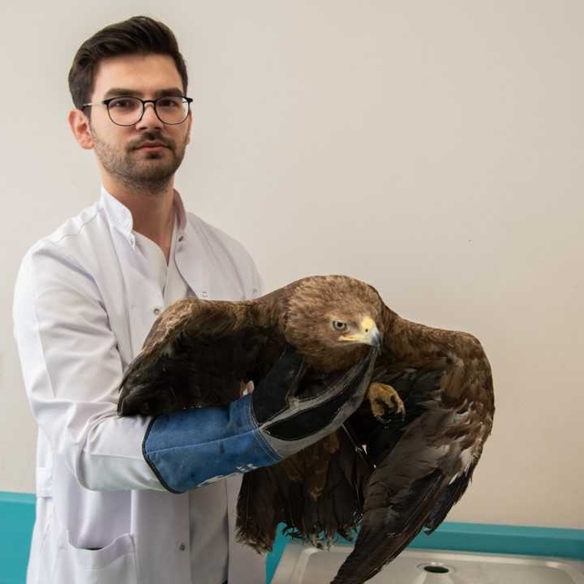 Konya'da bulunan yaralı kaya kartalı tedavi ediliyor