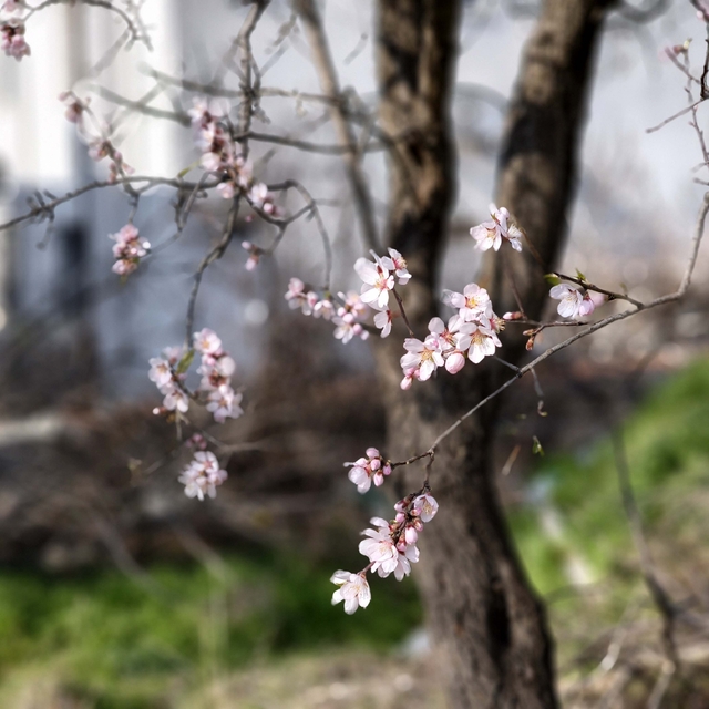 Edirne'de 'yalancı bahar'a aldanan meyve ağaçları çiçek açtı