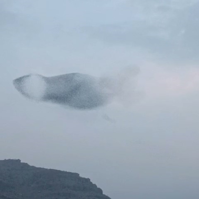 Sığırcık kuşlarının uyum halinde aynı yöne uçtuğu anlar kamerada