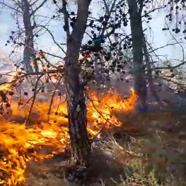 Antalya'da orman yangını