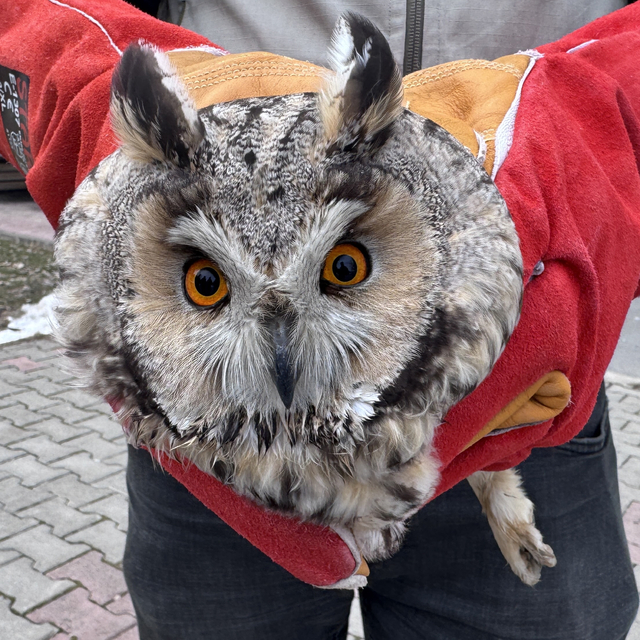 Muş'ta yaralı puhu tedaviye alındı