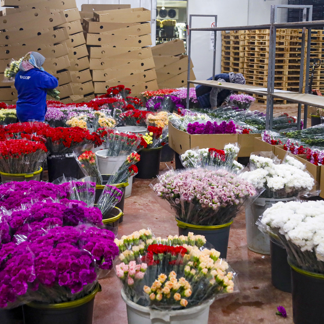 Sevgililer Günü için 30 ülkeye 75 milyon dal çiçek ihracatı