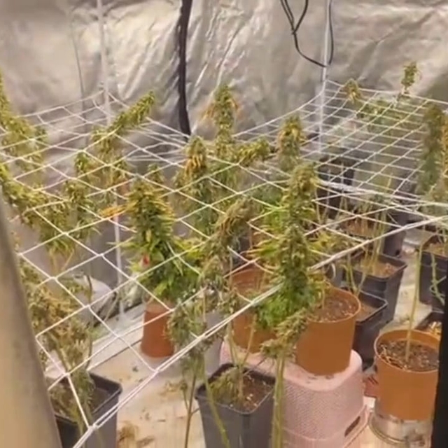 Uyuşturucu imal ettikleri eve sera kurmuşlar