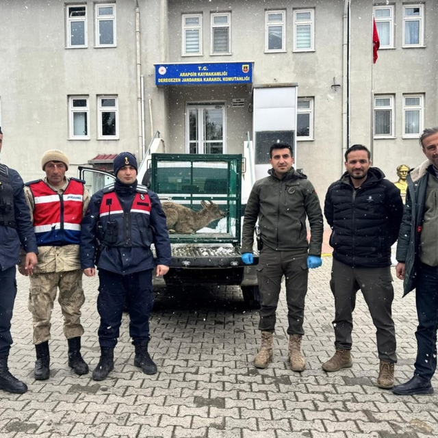 Malatya'da yaralı bulunan dağ keçisi, tedaviye alındı