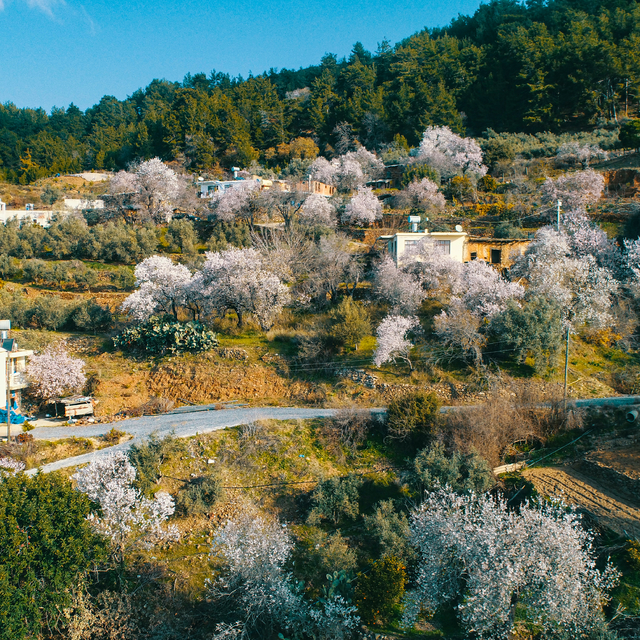 Bir ay önceden çiçek açan badem ve kiraz ağaçları üreticiyi düşündürüyor