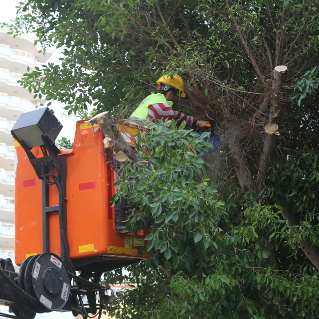 Mersin'de budanan ağaçlardan hazırlanan odunlar ihtiyaç sahiplerine dağıtıl...