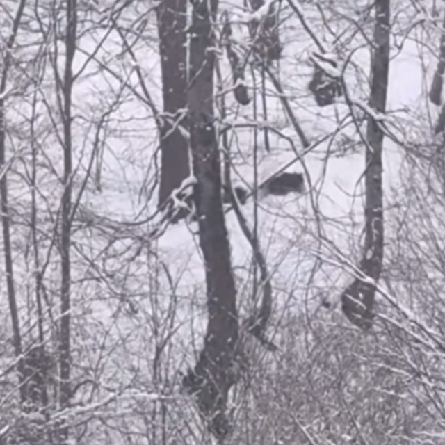 Off-Road tutkunları, karla kaplı yaylada ayı ile yavrularını görüntüledi