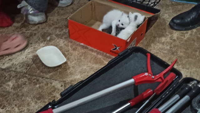 Şanlıurfa'da havalandırma boşluğuna düşen kediler kurtarıldı
