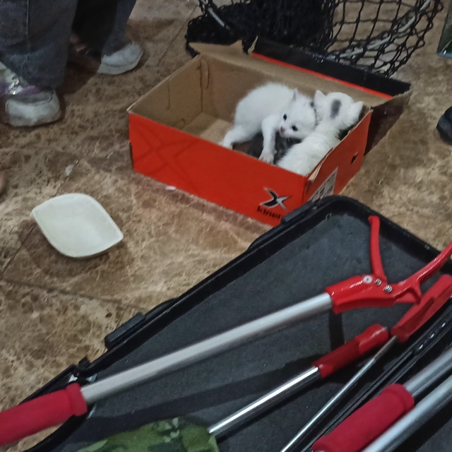 Şanlıurfa'da havalandırma boşluğuna düşen kediler kurtarıldı