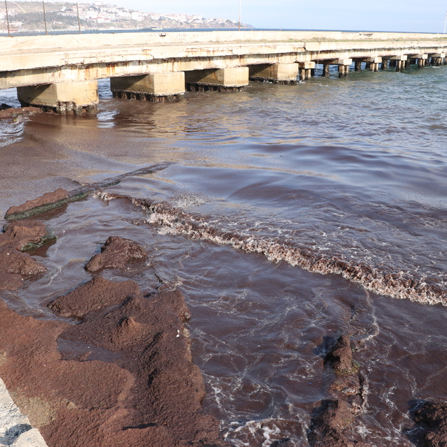 Tekirdağ'da sahilin bir kısmı kırmızı yosunla kaplandı