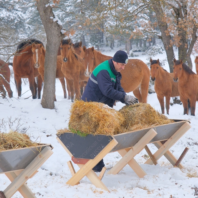 Karın etkili olduğu Bolu'da yılkı atlarına yem bırakıldı