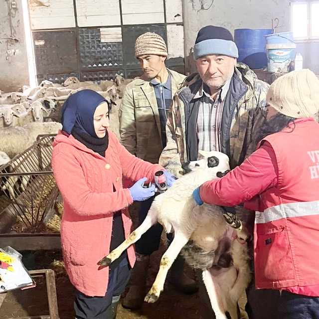 Sandıklı'da küçükbaş hayvanlara aşı yapıldı