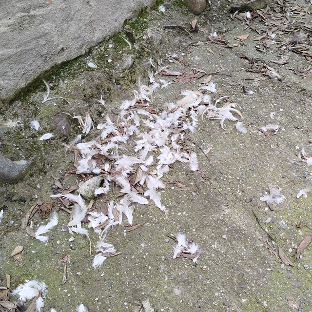 Sinop'ta sahipsiz köpeklerin saldırdığı 6 kanatlı hayvan telef oldu