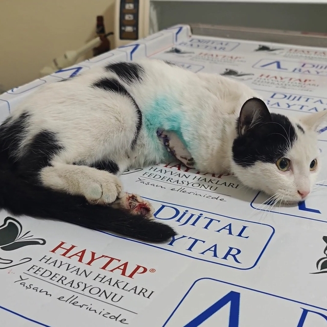 Girdiği motorda araç çalıştırılınca yaralanan Sütlaç'ın sağ ayağı ampute ed...