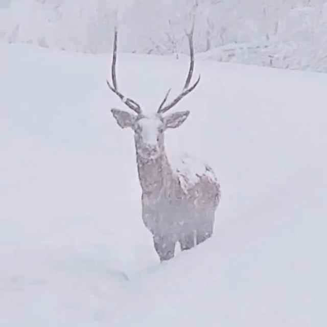 Karlı havada kızılgeyikler görüntülendi