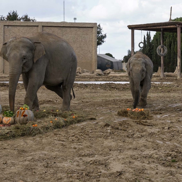 Türkiye'de doğan ilk fil 'İzmir' 14 yaşında