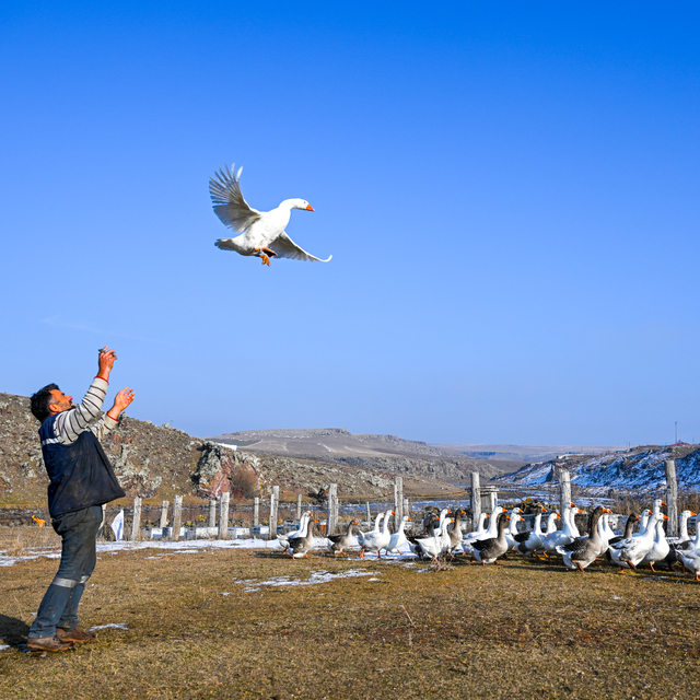Kış aylarının vazgeçilmez lezzeti kazların sofralara hazırlık süreci devam...