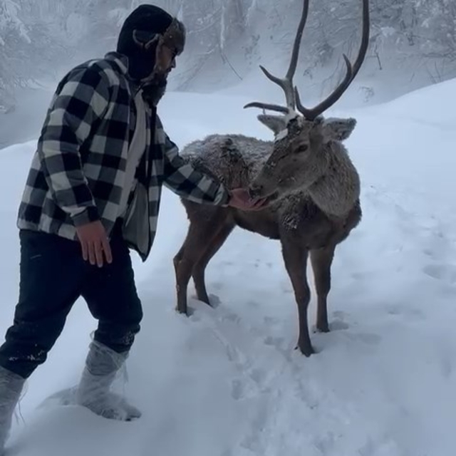 Karlı havada kızılgeyikler görüntülendi (2)