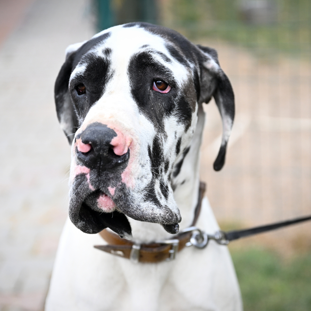 Başkentte köpekler için "Irk Standartları Kayıt Etkinliği" düzenlendi