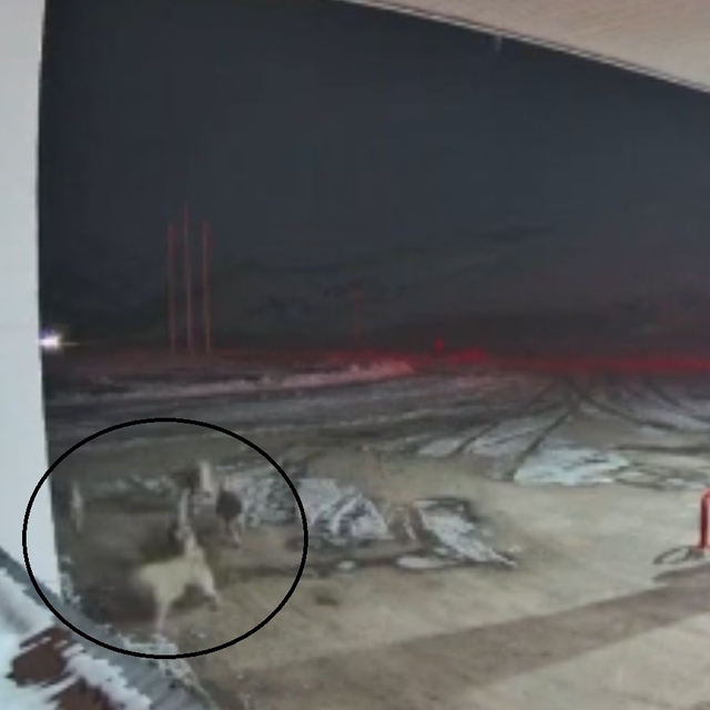 Kurt sürüsü, Kangal köpeklerine saldırdı