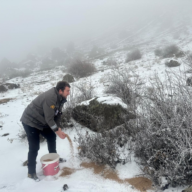 Giresun'da yaban hayvanları için doğaya yem bırakıldı