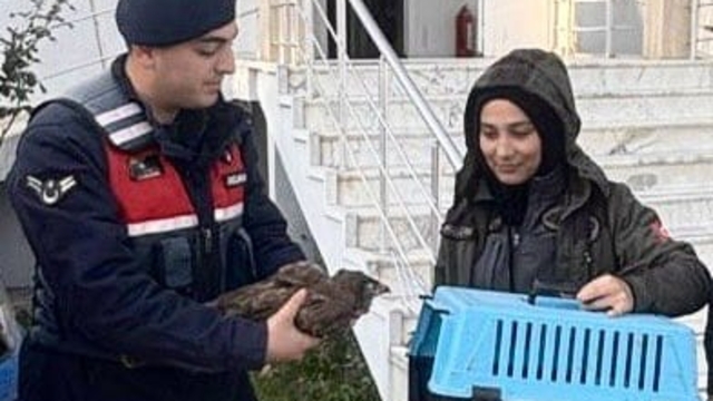 Datça'da yaralı bulunan şahin tedaviye alındı