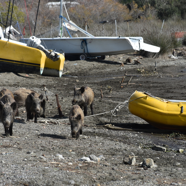 Marmaris'te yaban domuzları sahile indi