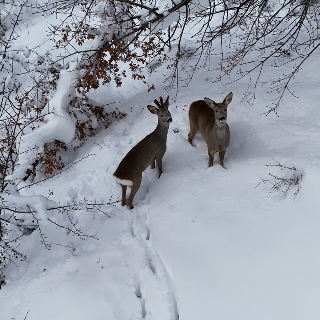 Kastamonu'da karda yürüyen 2 karaca dronla görüntülendi