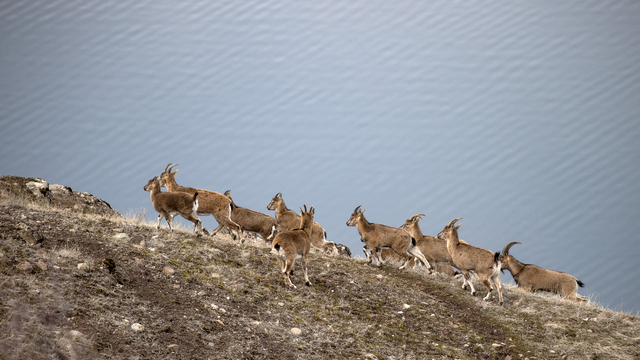 Tunceli'de karlı zirvelerden inen yaban keçileri görüntülendi