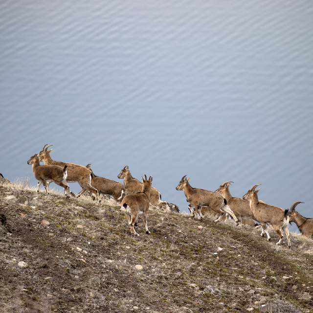 Tunceli'de karlı zirvelerden inen yaban keçileri görüntülendi