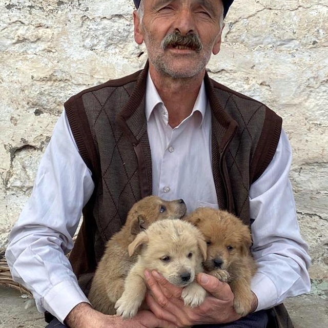 Kurt saldırısında anneleri ölen 8 yavrudan 6'sı hayata tutundu