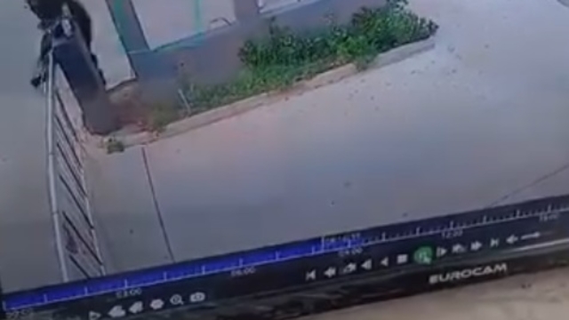 Köpeklerden kaçarken bariyere çarpıp düştü; o anlar kamerada