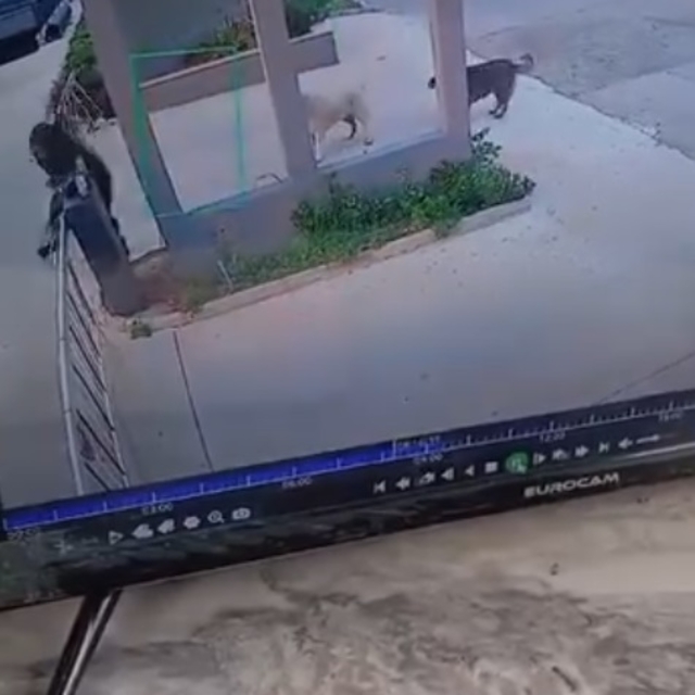 Köpeklerden kaçarken bariyere çarpıp düştü; o anlar kamerada