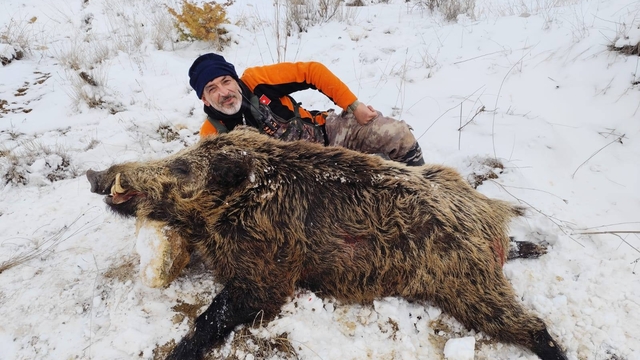 Karaman'da tarım arazilerine zarar veren yaban domuzları için sürek avı