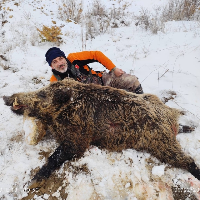 Karaman'da tarım arazilerine zarar veren yaban domuzları için sürek avı